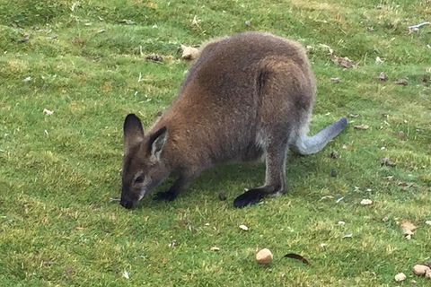 Cradle Mountain Day Tour From Launceston Including Lunch - Foster Accommodation 5