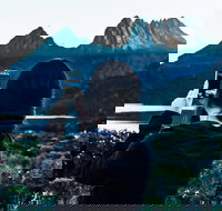 Cradle Mountain Park Explorer Guided Tour - Foster Accommodation