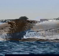 Sydney Whale-Watching Cruise Including Lunch or Breakfast - Foster Accommodation