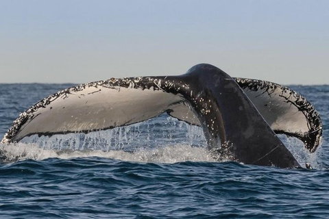Sydney Whale-Watching Cruise Including Lunch Or Breakfast - Foster Accommodation 0