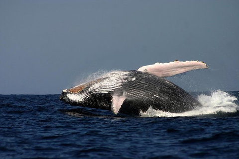 Sydney Whale-Watching Cruise Including Lunch Or Breakfast - Foster Accommodation 1