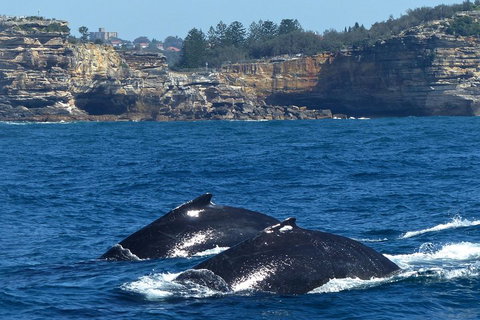 Sydney Whale-Watching Cruise Including Lunch Or Breakfast - Foster Accommodation 2