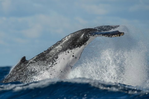 Sydney Whale-Watching Cruise Including Lunch Or Breakfast - Foster Accommodation 4