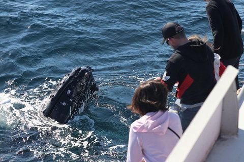 Sydney Whale-Watching Cruise Including Lunch Or Breakfast - Foster Accommodation 5