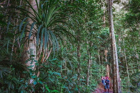 Atherton Tablelands Rain Forest By Night From Cairns - Foster Accommodation 0