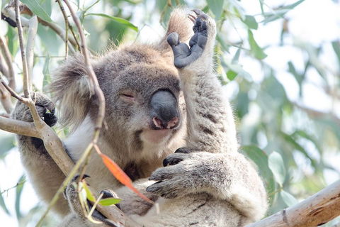 Great Ocean Road Reverse Itinerary With 12 Apostles From Melbourne - Foster Accommodation 1