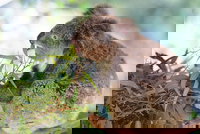 Blue Mountains Private Tour with Kangaroos  Koala Encounter, Sydney