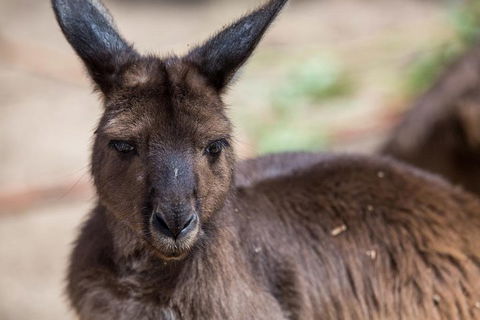 Australian Wildlife Tour At Melbourne Zoo Ticket - Foster Accommodation 0