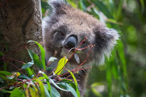 Australian Wildlife Tour At Melbourne Zoo Ticket - Foster Accommodation 1