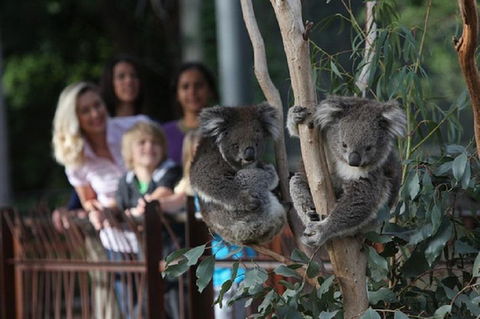 Australian Wildlife Tour At Melbourne Zoo Ticket - Foster Accommodation 2