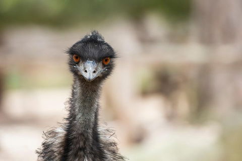 Australian Wildlife Tour At Melbourne Zoo Ticket - Foster Accommodation 3