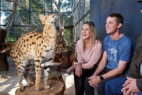 African Cat Encounter At Werribee Open Range Zoo - Foster Accommodation 0