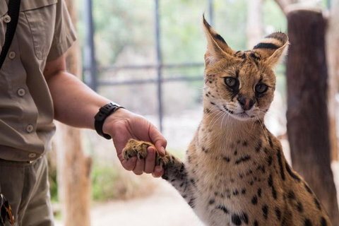 African Cat Encounter At Werribee Open Range Zoo - Foster Accommodation 1