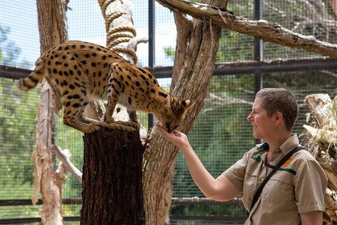 African Cat Encounter At Werribee Open Range Zoo - Foster Accommodation 2