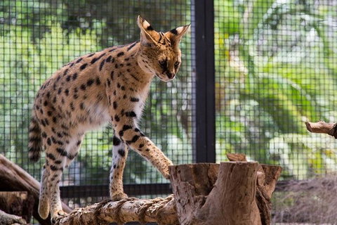 African Cat Encounter At Werribee Open Range Zoo - Foster Accommodation 3