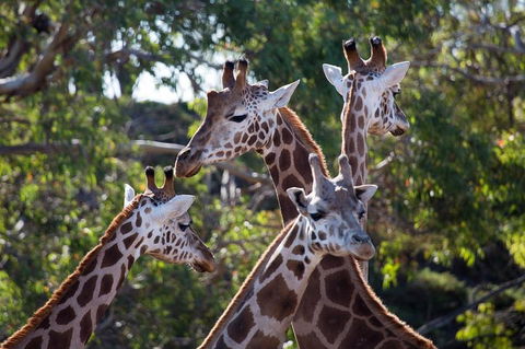 Werribee Open Range Zoo General Admission Ticket - Foster Accommodation 0