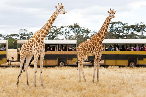 Werribee Open Range Zoo General Admission Ticket - Foster Accommodation 2
