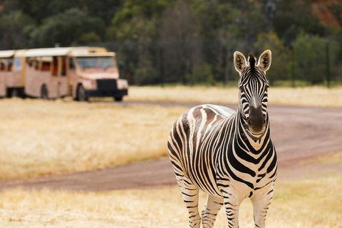 Werribee Open Range Zoo General Admission Ticket - Foster Accommodation 5