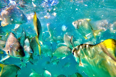 Moreton Island Day Trip (Kayak, Snorkel & Sandboard) Frm Brisbane Or Gold Coast - Foster Accommodation 1