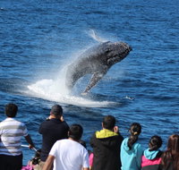 Tangalooma Island Resort Whale Watching Day Cruise - Foster Accommodation