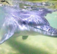 Tangalooma Island Resort Whale Watching Day Cruise with Dolphin Feeding - Foster Accommodation