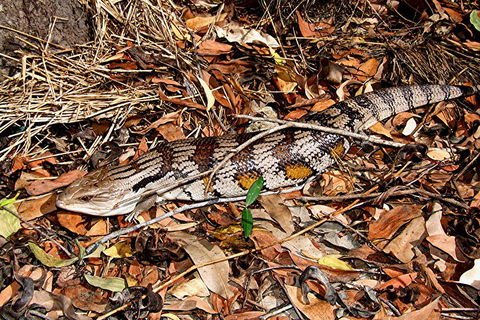 Hartley's Crocodile Adventures General Entry Ticket - Foster Accommodation 5