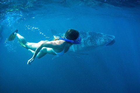 6-Day Coral Coaster From Perth To Exmouth One-Way Via Monkey Mia Ningaloo Reef - Foster Accommodation 3