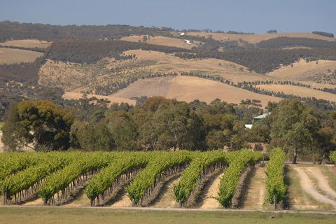McLaren Vale And Glenelg Wine Tasting And Sightseeing (Half-day Afternoon) - Foster Accommodation 2