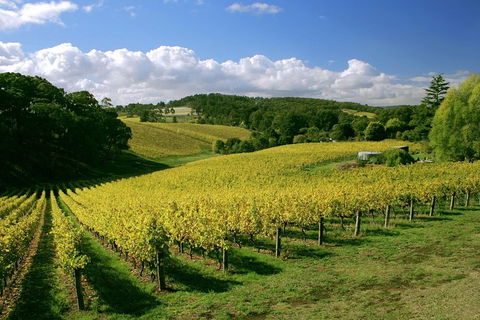 McLaren Vale And Glenelg Wine Tasting And Sightseeing (Half-day Afternoon) - Foster Accommodation 4