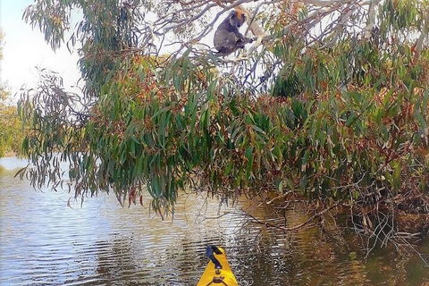 Kangaroo Island Self-Guided Kayaking On The Harriet River - Foster Accommodation 4