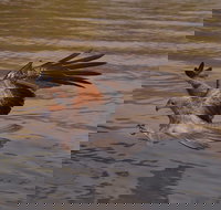 Litchfield and Jumping Crocodiles Full Day Trip from Darwin - Foster Accommodation