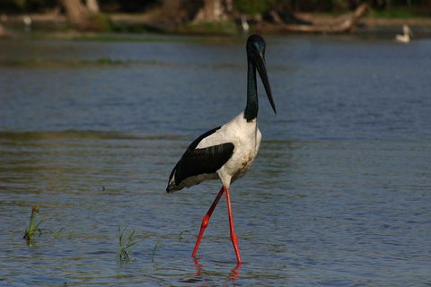 Litchfield And Jumping Crocodiles Full Day Trip From Darwin - Foster Accommodation 1
