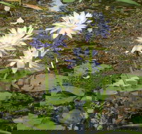 Yellow Water Cruise - Kakadu - Foster Accommodation