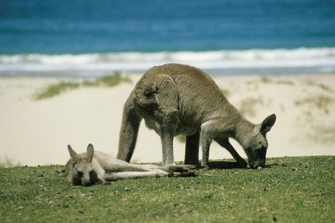 Great Ocean Road Highlights Tour - 2 Days, 1 Night - Foster Accommodation 2
