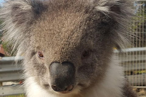 Full-Day Great Ocean Road Tour From Melbourne - Foster Accommodation 3
