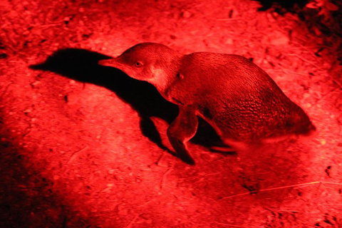 Small-Group Kangaroo Island 4WD Night Tour - Foster Accommodation 0