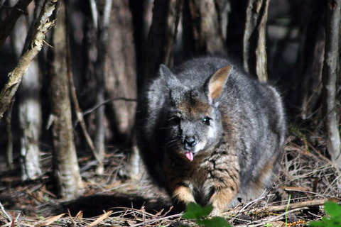 Small-Group Kangaroo Island 4WD Night Tour - Foster Accommodation 1