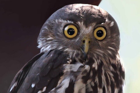 Small-Group Kangaroo Island 4WD Night Tour - Foster Accommodation 4