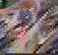 After Dark Tasmanian Devil Feeding Tour at Cradle Mountain - Foster Accommodation