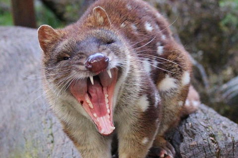 After Dark Tasmanian Devil Feeding Tour At Cradle Mountain - Foster Accommodation 0