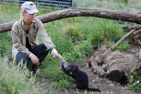 After Dark Tasmanian Devil Feeding Tour At Cradle Mountain - Foster Accommodation 1
