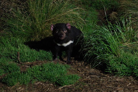 After Dark Tasmanian Devil Feeding Tour At Cradle Mountain - Foster Accommodation 4