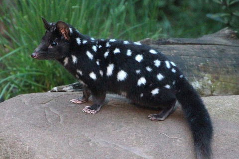 After Dark Tasmanian Devil Feeding Tour At Cradle Mountain - Foster Accommodation 5
