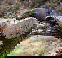 Day Keeper Tour - Foster Accommodation