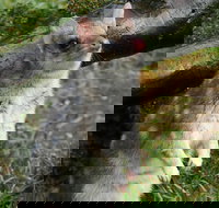 1-Hour Tasmanian Devil Feeding Day Tour at Cradle Mountain - Foster Accommodation