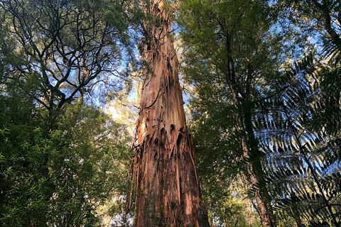 Ultimate Reverse Direction - 12 Apostles, Great Ocean Road - Small Group Tour - Foster Accommodation 2