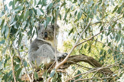 Ultimate Reverse Direction - 12 Apostles, Great Ocean Road - Small Group Tour - Foster Accommodation 5