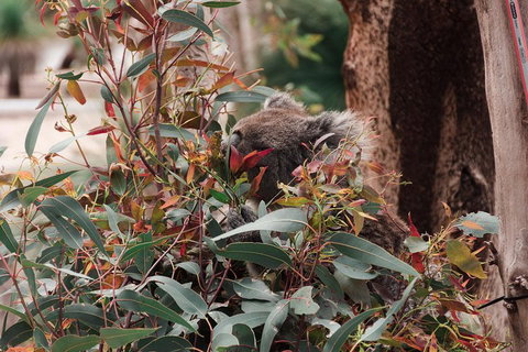 Yanchep & Lancelin - Wildlife, Cave And Sands - Foster Accommodation 1