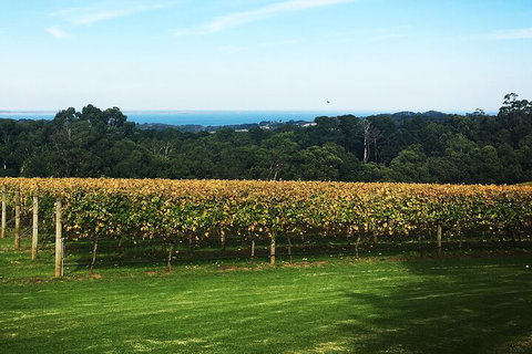 Yarra Valley Wine Tour Inc Lunch With A Glass Of Wine, Tastings And Chocolate - Foster Accommodation 2