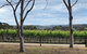 Yarra Valley Wine Tour Inc Lunch With A Glass Of Wine, Tastings And Chocolate - thumb 3